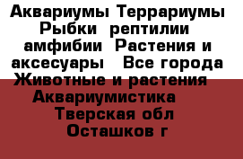 Аквариумы.Террариумы.Рыбки, рептилии, амфибии. Растения и аксесуары - Все города Животные и растения » Аквариумистика   . Тверская обл.,Осташков г.